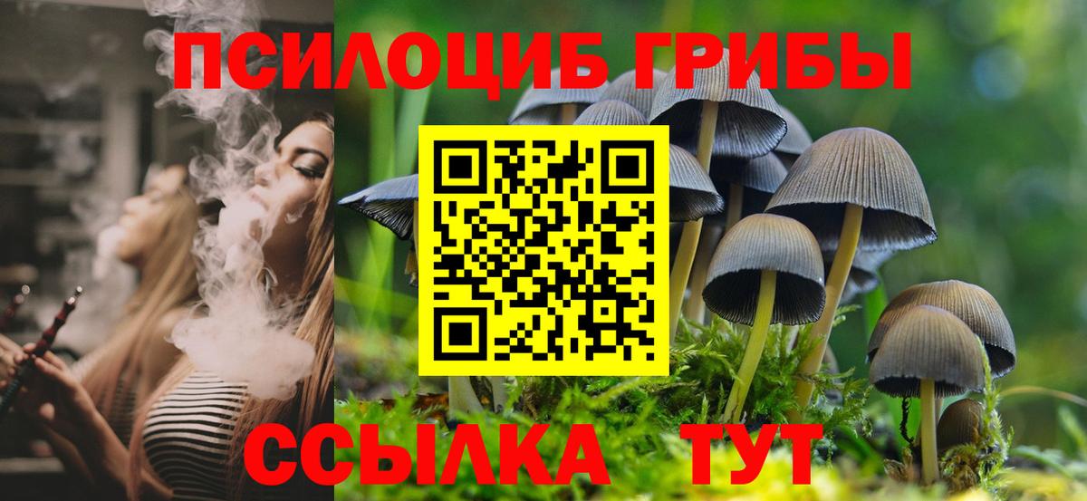 Камень-на-Оби  Псилоцибиновые грибы Cubensis  Вход с VPN 